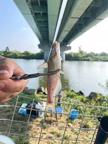 アメリカナマズの釣果