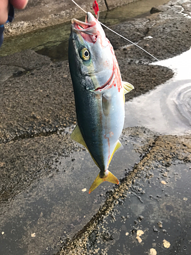 ワカシの釣果