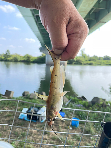 アメリカナマズの釣果