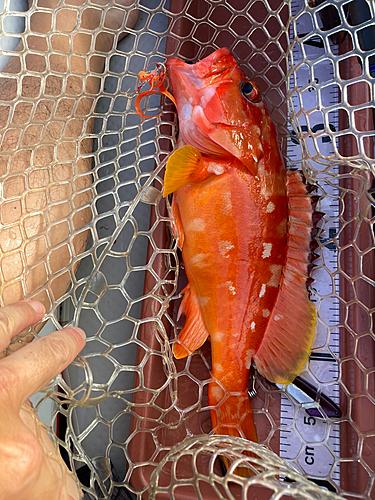 アカハタの釣果