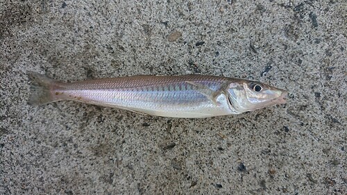 シロギスの釣果