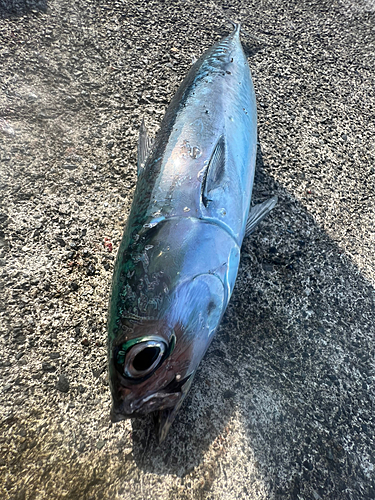 ソウダガツオの釣果