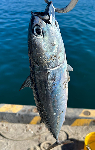 ソウダガツオの釣果