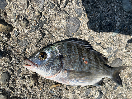 クロダイの釣果