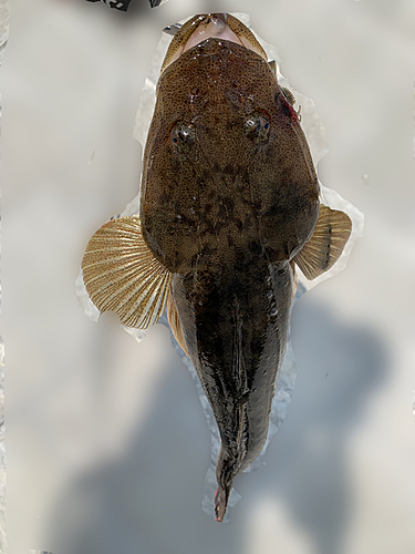 マゴチの釣果