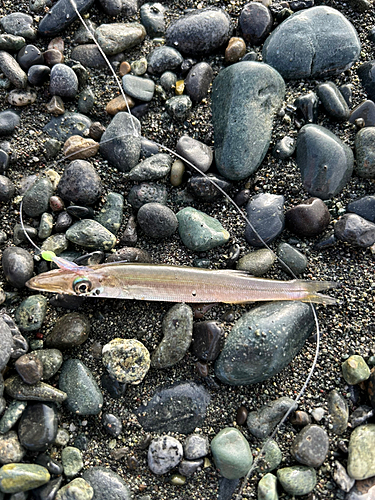 カマスの釣果