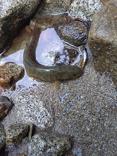 イワナの釣果