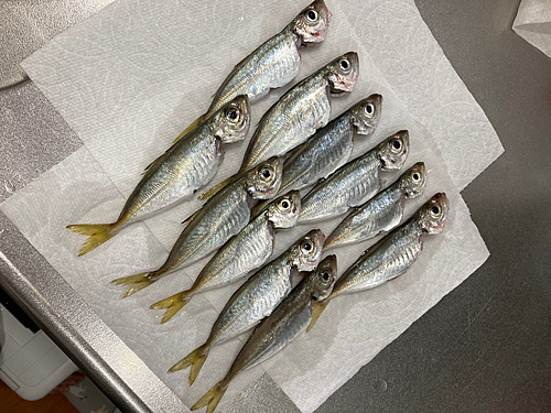 アジの釣果