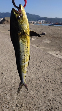 シイラの釣果