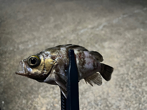 クロメバルの釣果