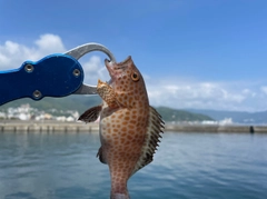 オオモンハタの釣果