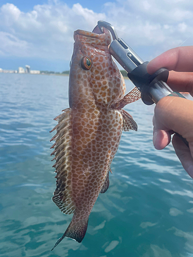 オオモンハタの釣果