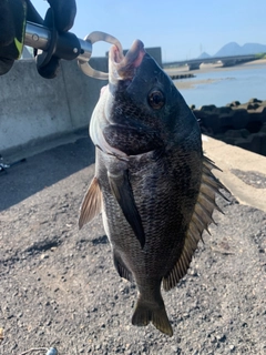 クロダイの釣果