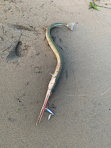 ダツの釣果