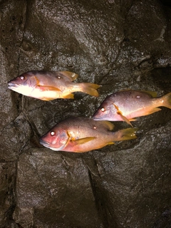 シブダイの釣果