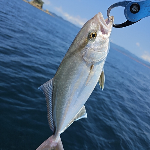 カンパチの釣果