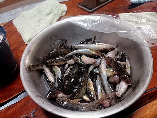 マハゼの釣果