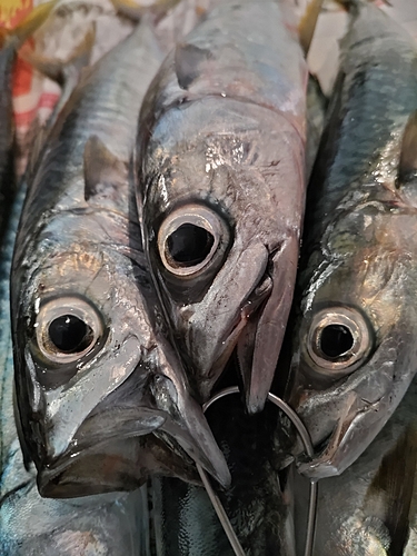 サバの釣果