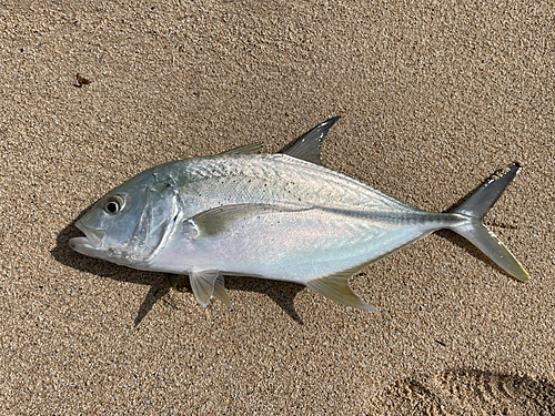 オニヒラアジの釣果