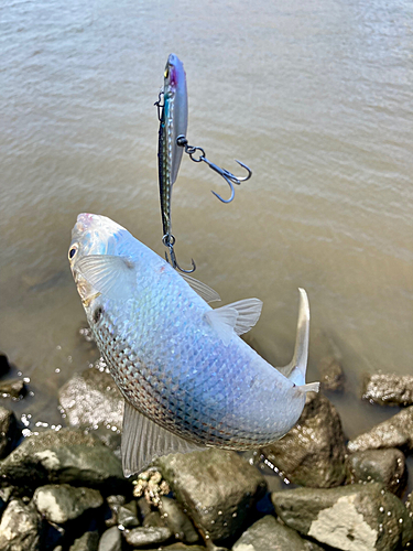 コノシロの釣果