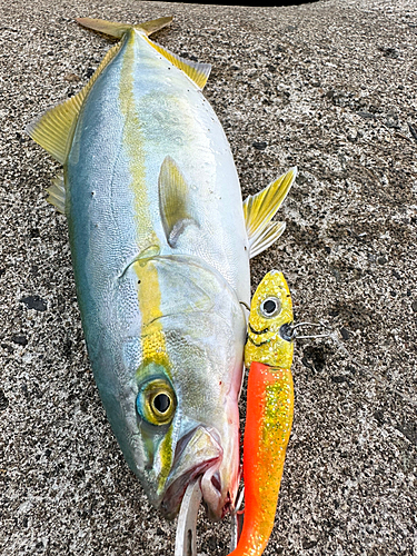 ツバスの釣果