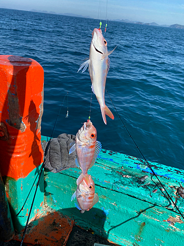 イトヨリダイの釣果