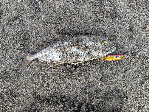 ショゴの釣果