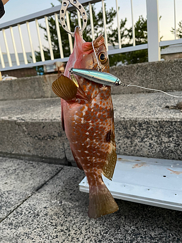 キジハタの釣果