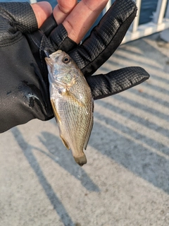 イシモチの釣果