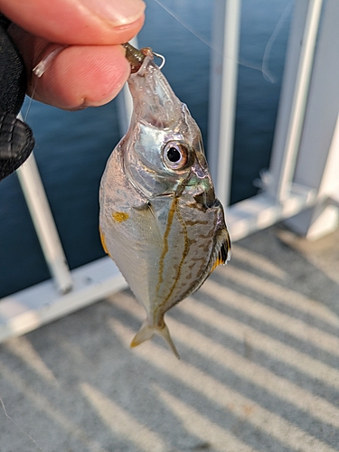 ヒイラギの釣果