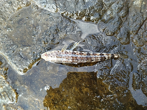 カマスの釣果