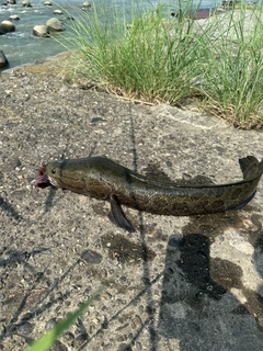 ライギョの釣果