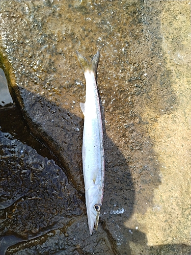 カマスの釣果