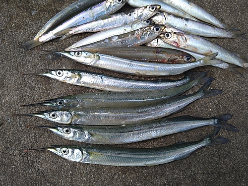 サヨリの釣果