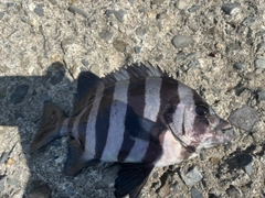 シマダイの釣果