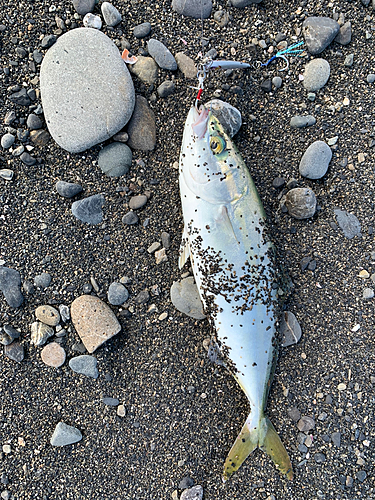 ワカシの釣果