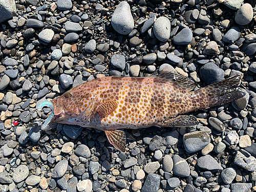 オオモンハタの釣果