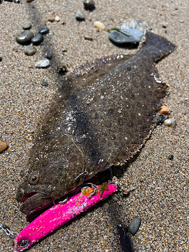 ヒラメの釣果