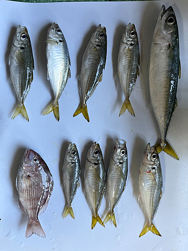 アジの釣果