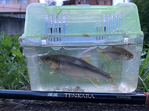 カワムツの釣果