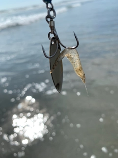 エビの釣果