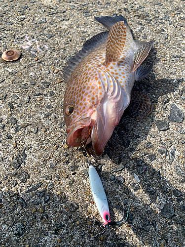 オオモンハタの釣果