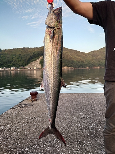 サワラの釣果