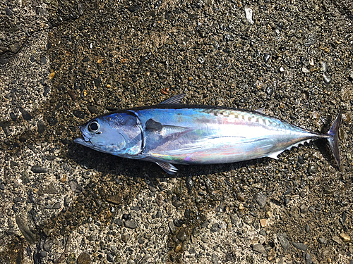 ソウダガツオの釣果