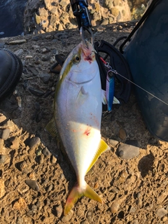 ショゴの釣果