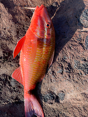 ホウライヒメジの釣果