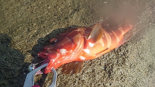 アカハタの釣果