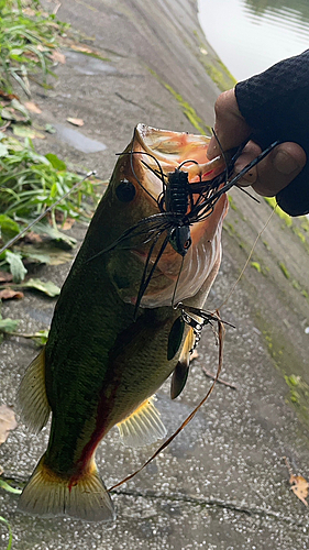 ブラックバスの釣果