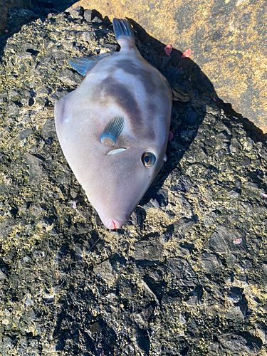 ウマヅラハギの釣果