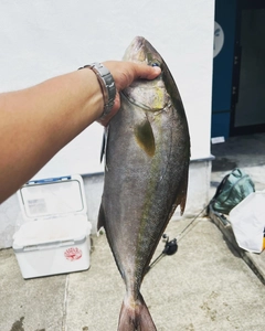 カンパチの釣果